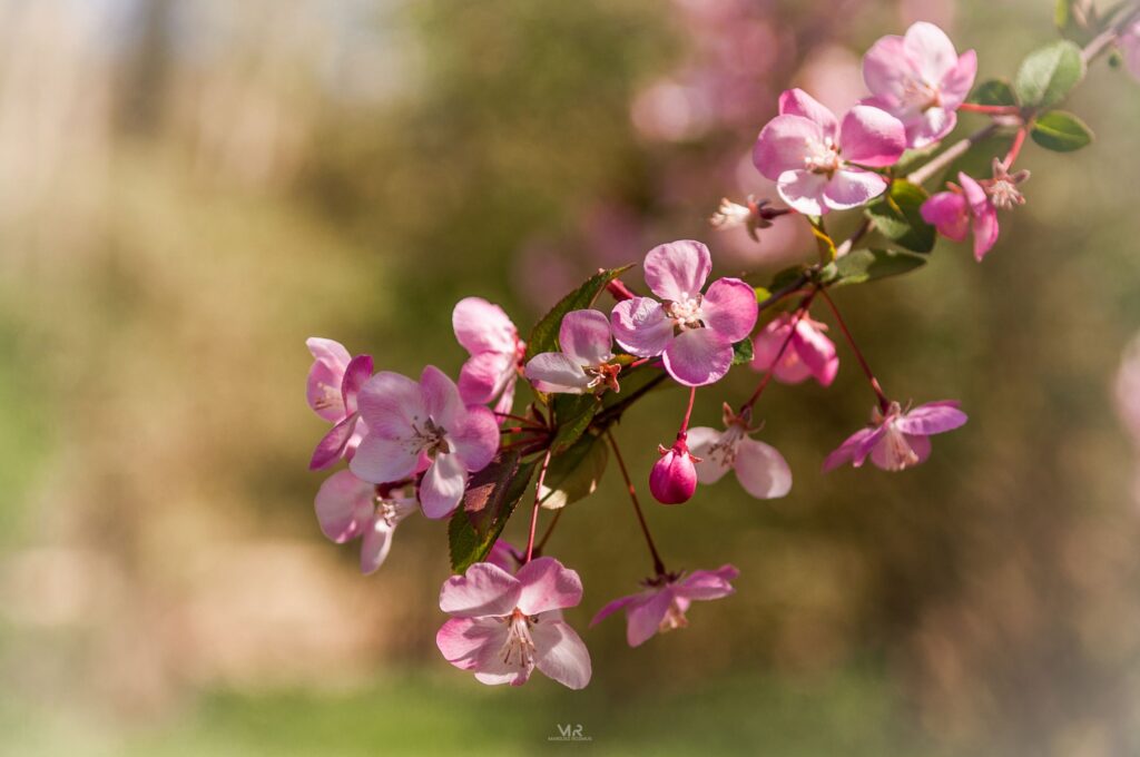 Kórnik Zamek, Biała Dama, Arboretum • Wielkopolska Ciekawie