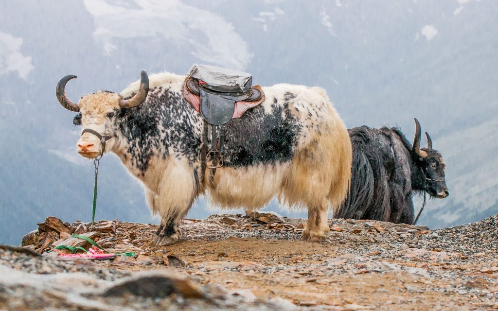 Rosja Dombay 3200 m n.p.m