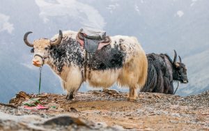 Rosja Dombay 3200 m n.p.m