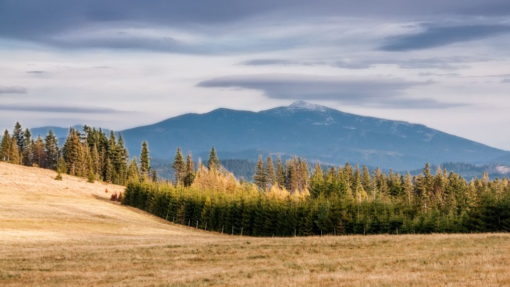 Hala Miziowa 1270 m n.p.m.