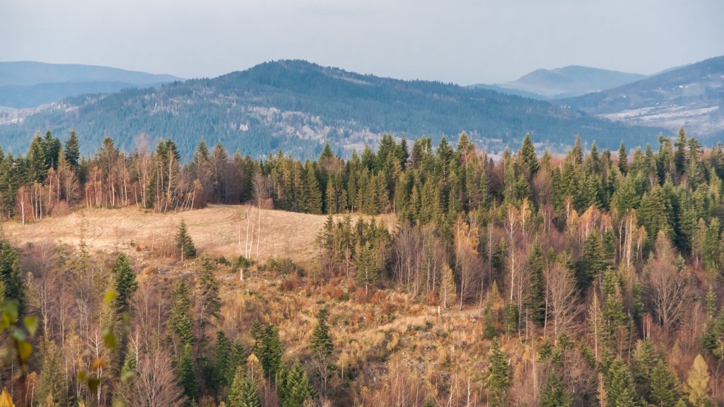 Hala Miziowa 1270 m n.p.m.