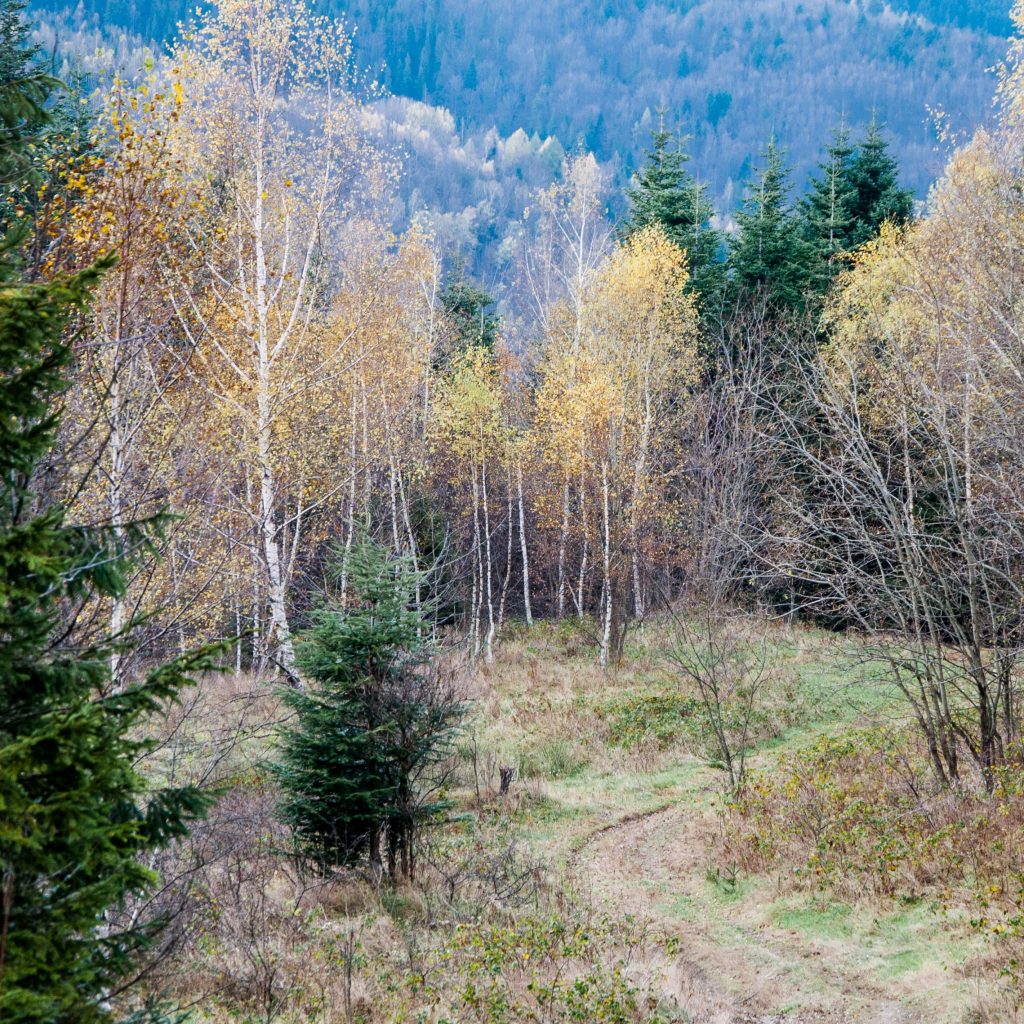 Hala Miziowa 1270 m n.p.m.
