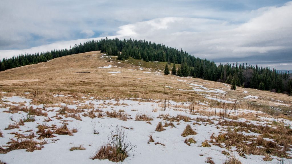 Hala Miziowa 1270 m n.p.m.