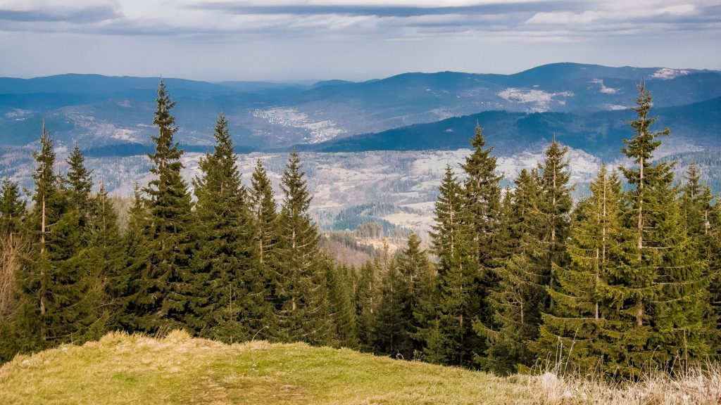 Hala Miziowa 1270 m n.p.m.