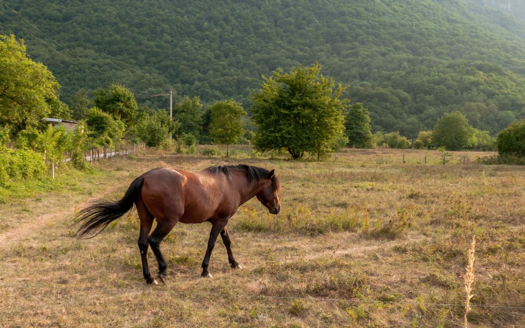 Scepan Polje