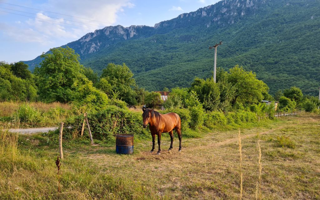 Scepan Polje